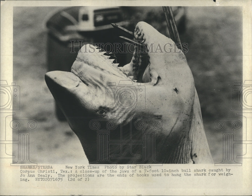 7 foot 10 inch bull shark caught by Jo Ann Sealy.  - Historic Images