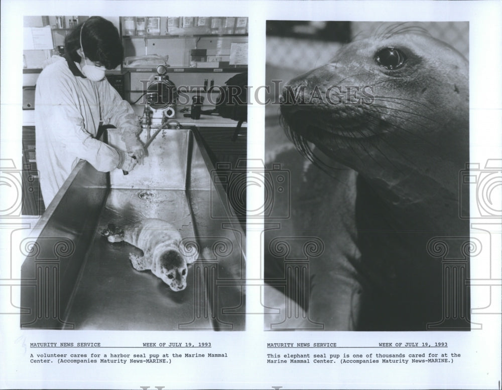 1993 A volunteer cares for harbor seal pup at Marine Mammal Center. - Historic Images