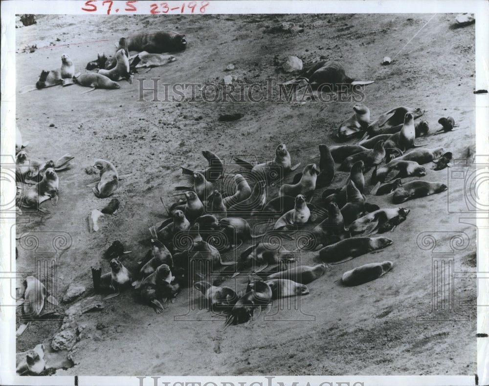 1981 Beach Full Of Sea Lions - Historic Images