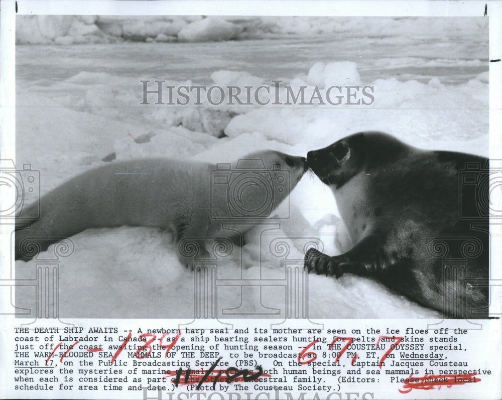 1985 Newborn Harp Seal Mother - Historic Images