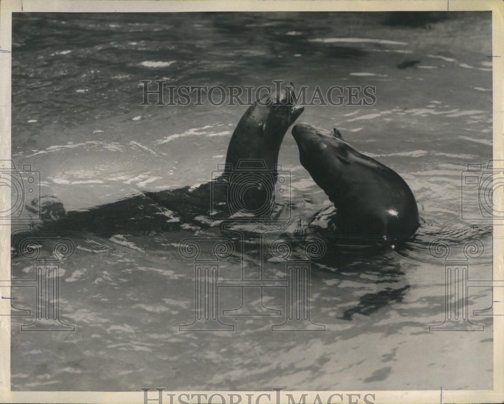 Leopard Seals Swim In Water In San Francisco Golden Gate Park - Historic Images