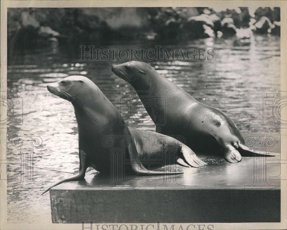 1964 Seals Sitting On Rock  - Historic Images