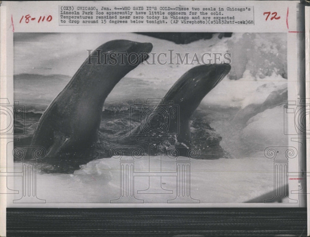 1968 Press Photo Seals At Lincoln Park Zoo Plays In Freezing Ice Covered Water - Historic Images