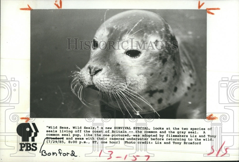1985 Gray Seal Pup Profiled On PBS Special Wild Seas Wild Seals - Historic Images