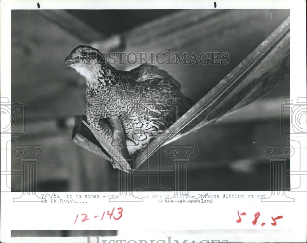 1981 Pheasant sitting on egg at Pk ranch  - Historic Images