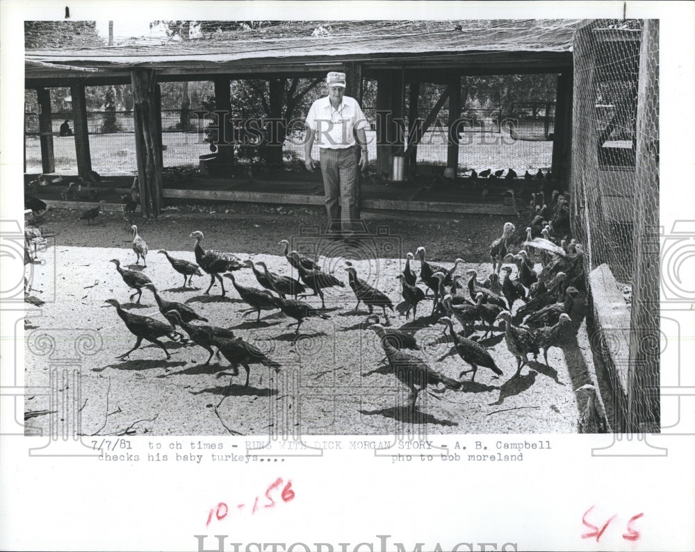 1981 A.B. Campbell checks his baby turkeys.  - Historic Images