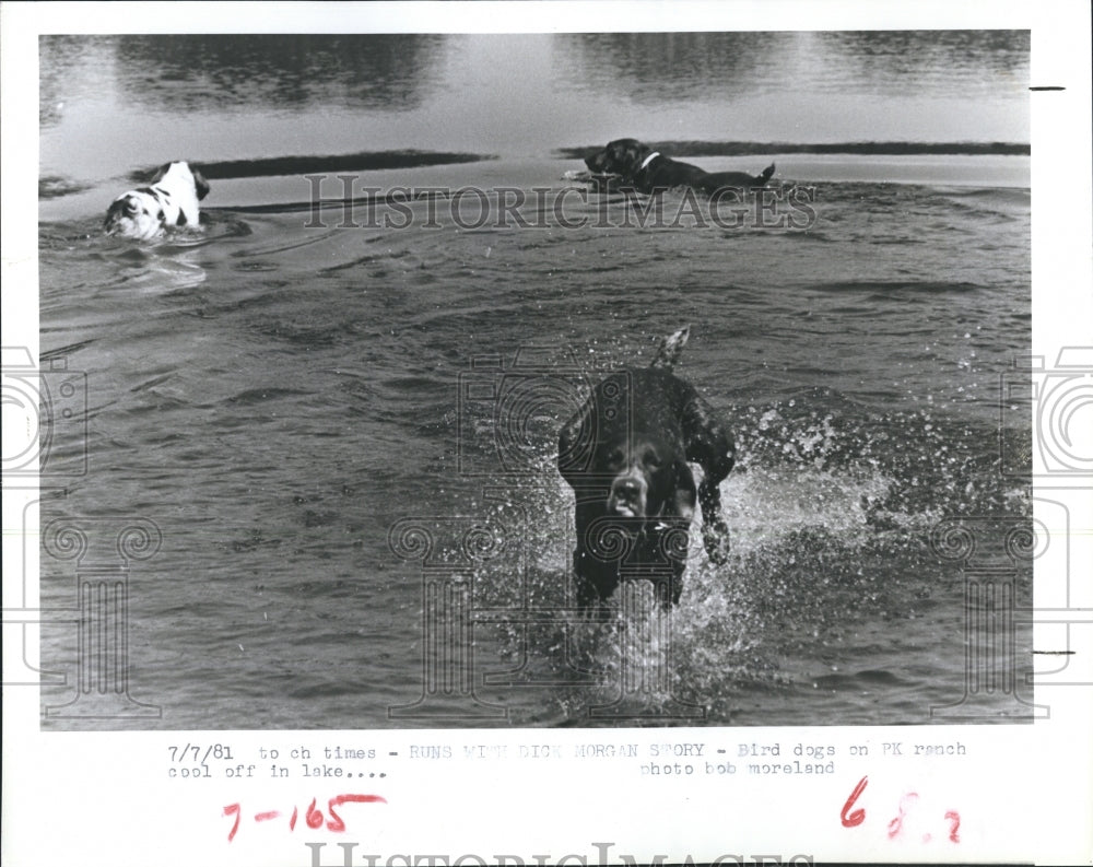 1981 Bird dogs and PK ranch.  - Historic Images