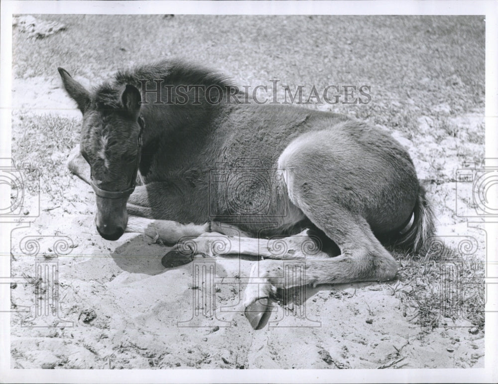 Colt Rests In The Sand  - Historic Images