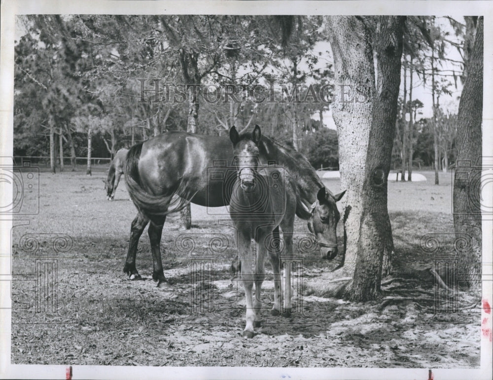 1956 horses in a pasture in Florida  - Historic Images