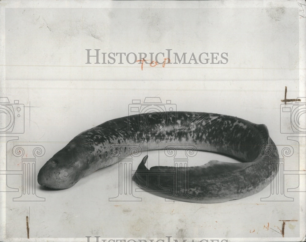 1932 of a Lamprey  - Historic Images