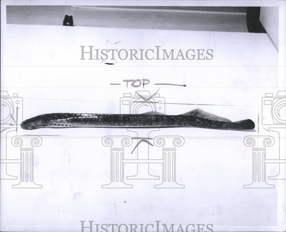 1956 of a Sea Lamprey  - Historic Images