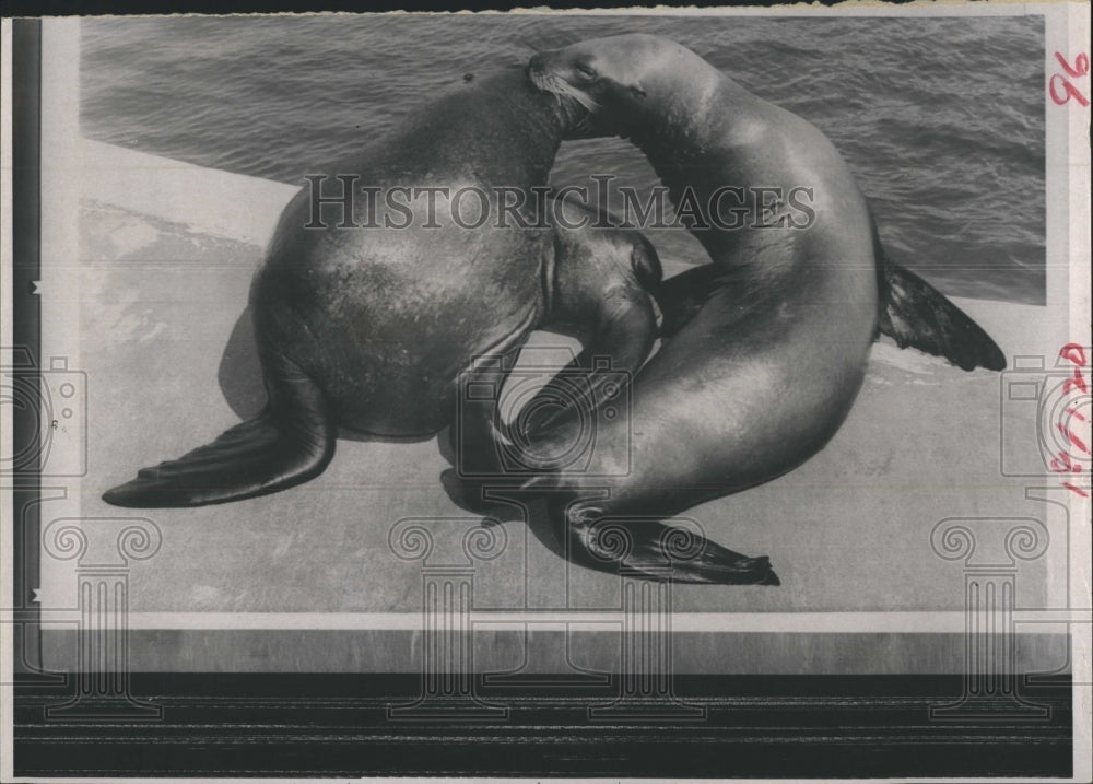 1970 Sea Lions At Play (Notice External Ears )  - Historic Images