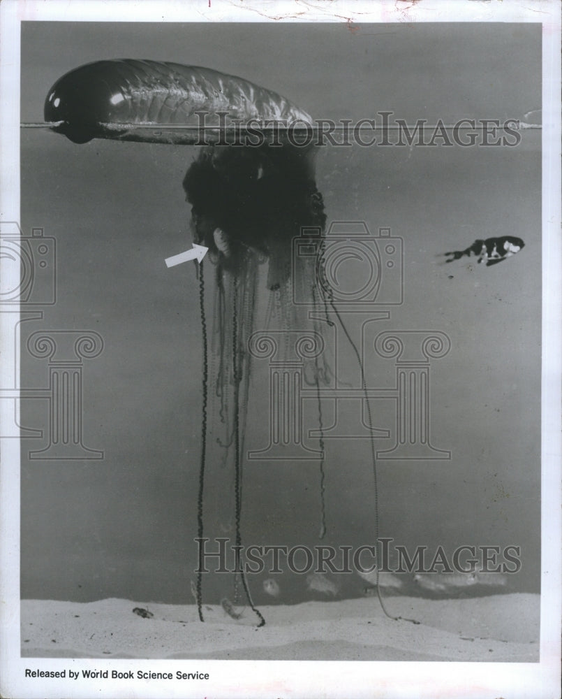 1972 Portuguese Man Of War Stings Dinner With Poisonous Tentacles - Historic Images