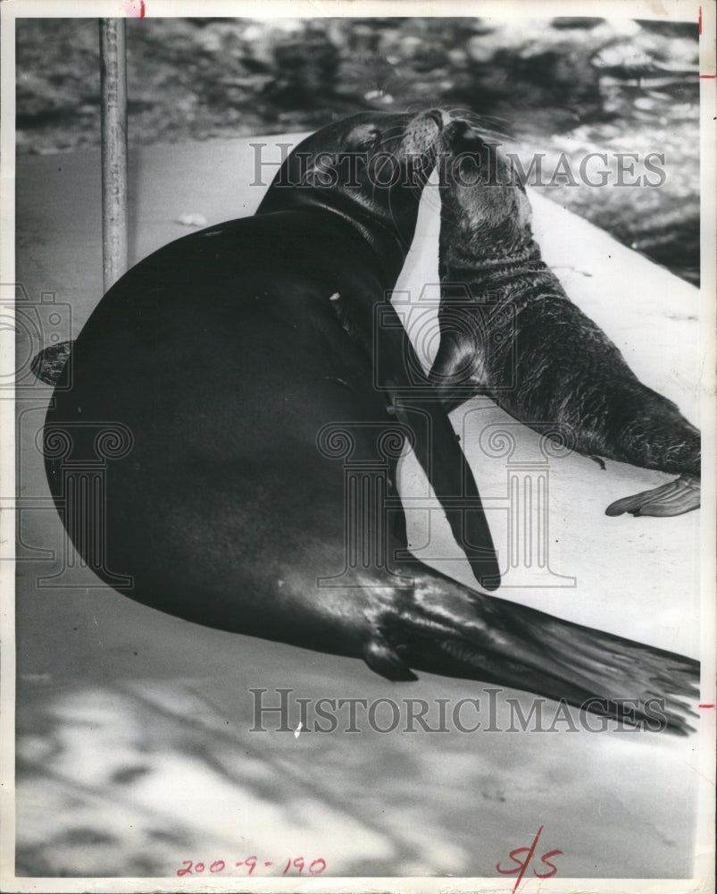 1971 a sea lion and her pup at Homosassa Springs park - Historic Images