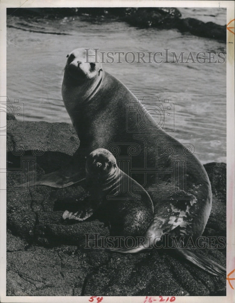 Press Photo a mother sea lion and her pup on the rocks - Historic Images