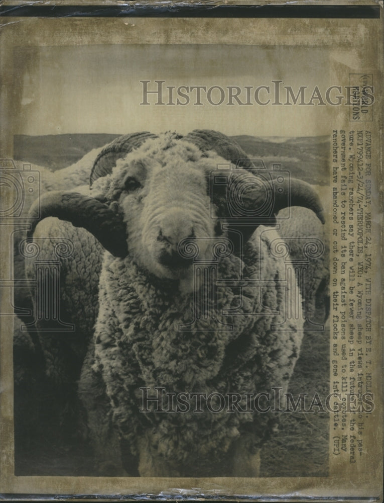 1974 Sheep On Wyoming Ranch Poses For Photographer - Historic Images