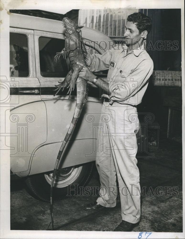 Press Photo Animal Expert Mike Tsalikes Holding Live Iguana - Historic Images