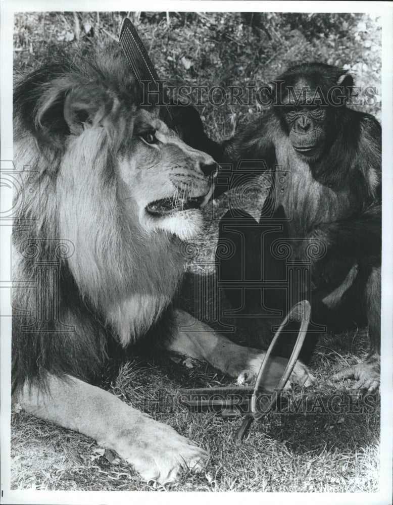 Press Photo Chimp weilds a giant comb in Lion. - Historic Images