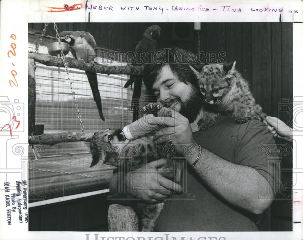 1985 Pet Shop Owner Ron Weber Baby Cougars - Historic Images