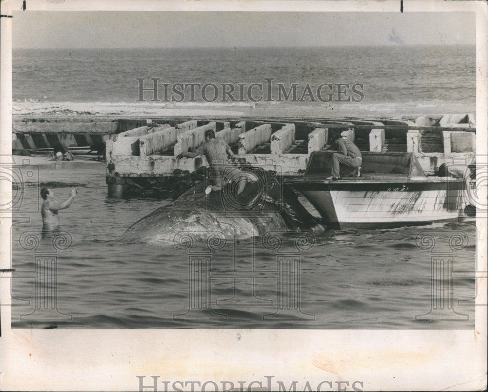 1974 Goldston Performs Autopsy on Dead Whale at Fort De Soto - Historic Images