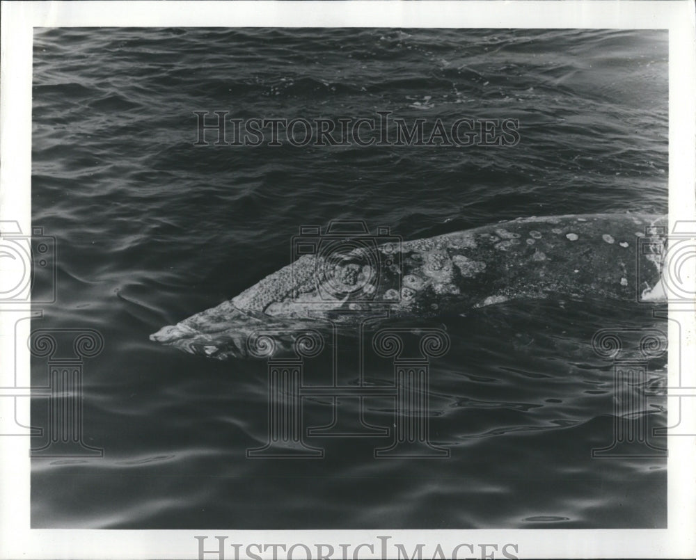 Press Photo Gray Whale off the Coast of California - Historic Images