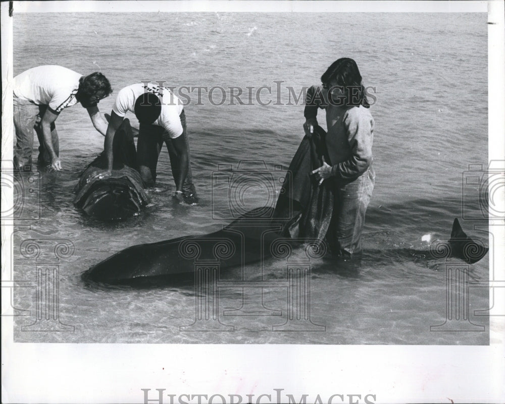 1981 Beached Whales Near St. Petersburg - Historic Images