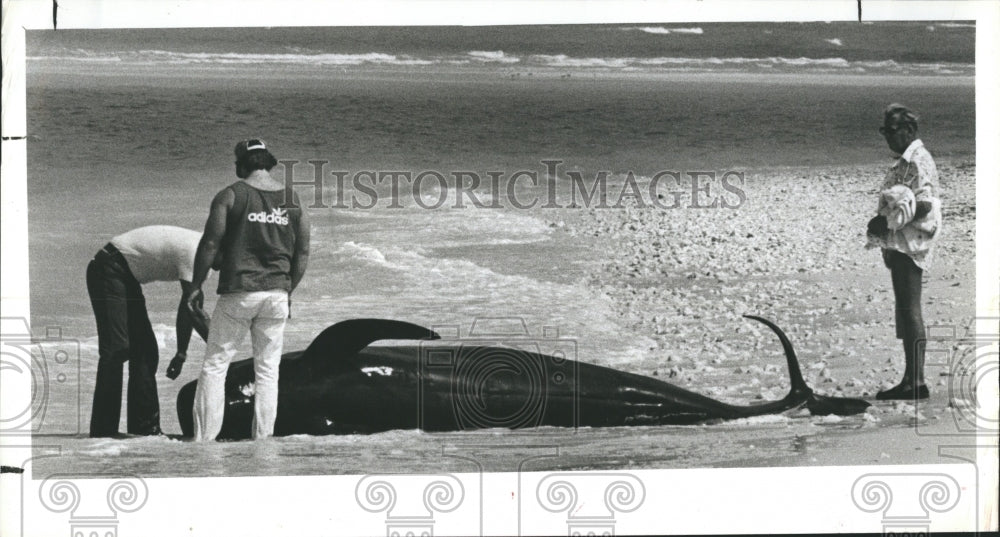 1978 Beached Whales in Florida - Historic Images