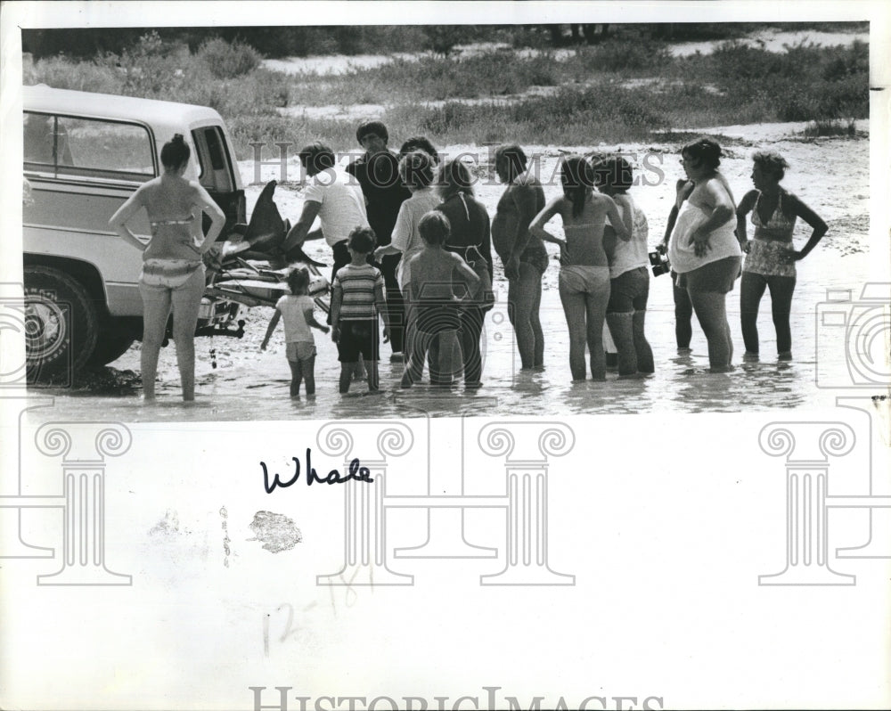 1979 Pygmy Sperm Whale Beached on Honeymoon Island - Historic Images