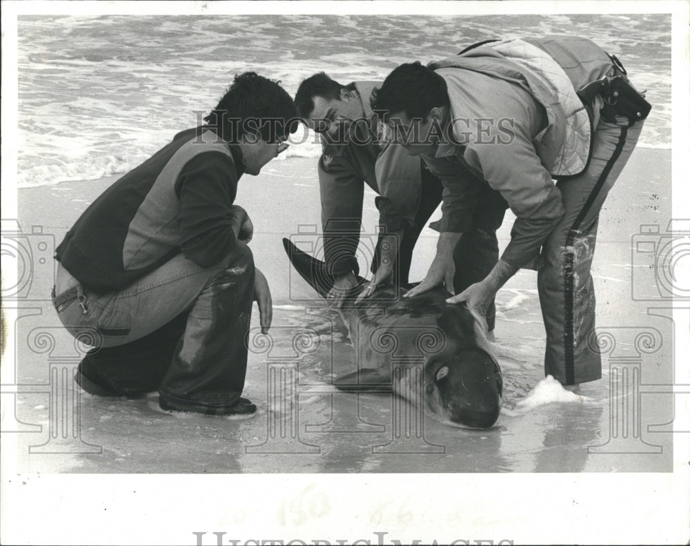 1978 Harry Spivey Bob Jones Tom Haslett Attempt To Rescue Whale - Historic Images