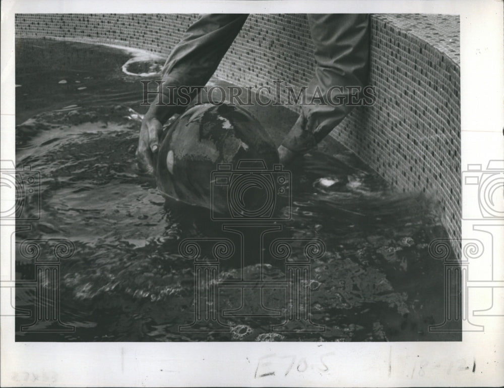 1978 Baby Sperm Whale Rescued From Don CeSar Resort Hotel Beach - Historic Images