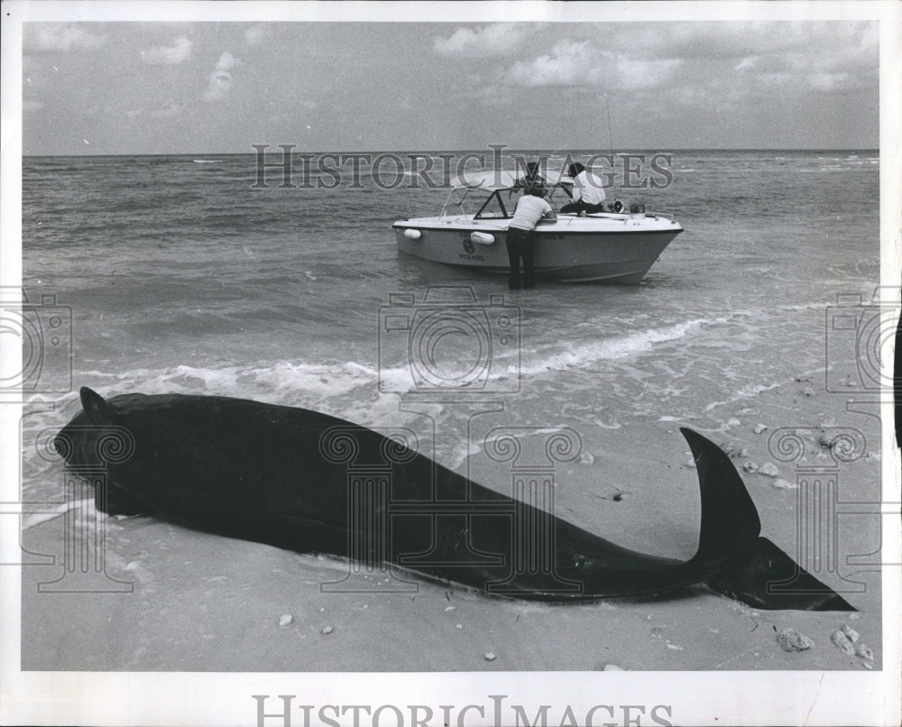 1979 A pilot whale that beached himself. - Historic Images