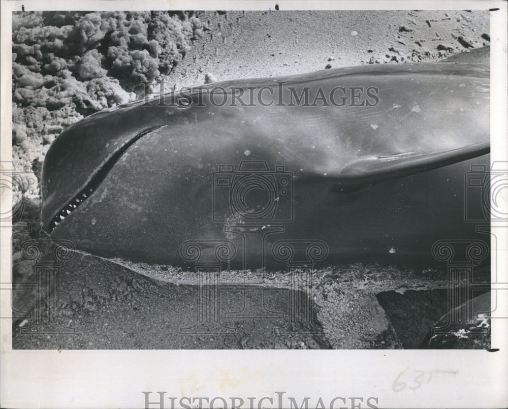 1977 Pilot Whale trying to commit suicide by beaching himself. - Historic Images