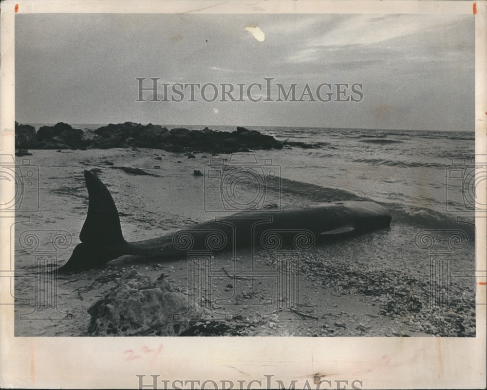 1976 Beached Whale Florida Captiva Island Casey Key - Historic Images
