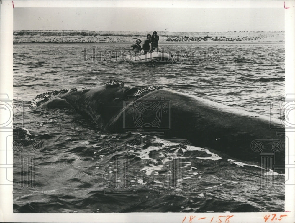 1975 Whale Men Boat TV Show Magnificent Monsters Deep - Historic Images