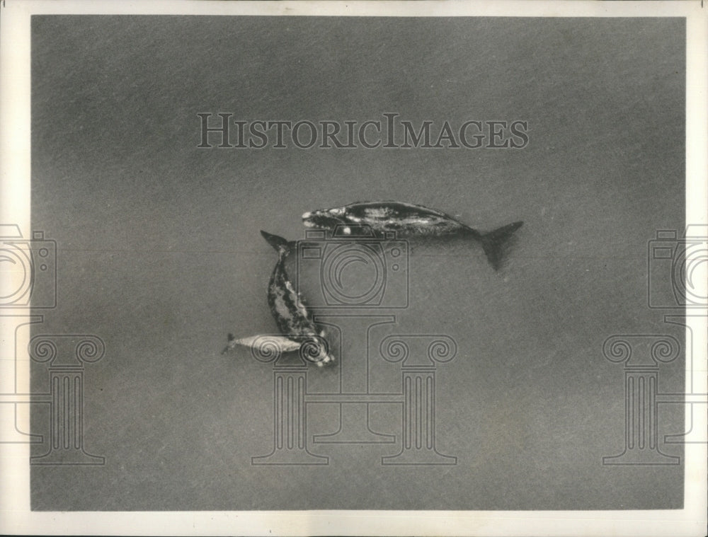 1975 Overhead View of Southern Right Whales in Gulf of San Matias - Historic Images