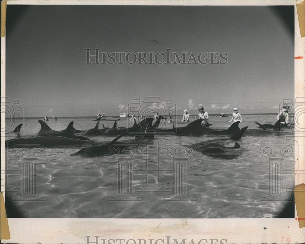 1971 Humans Work With Beached Whales in Florida - Historic Images