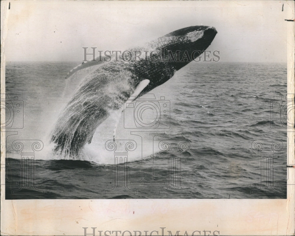 1975 Whale. - Historic Images