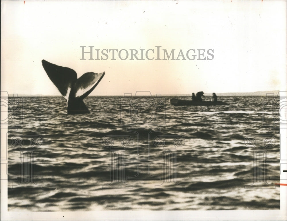 1976 Team of scientist follows southern whale at coast of Argentina. - Historic Images