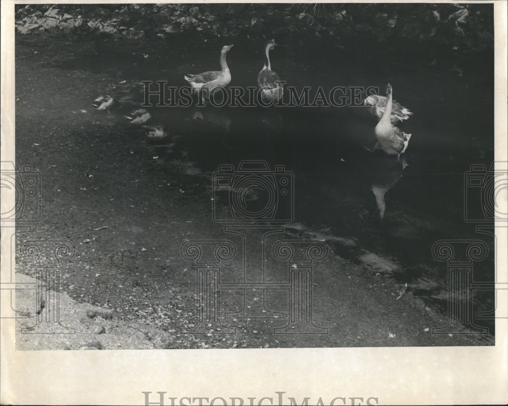 1965 Ducks Pond Nature Trail Zoo - Historic Images