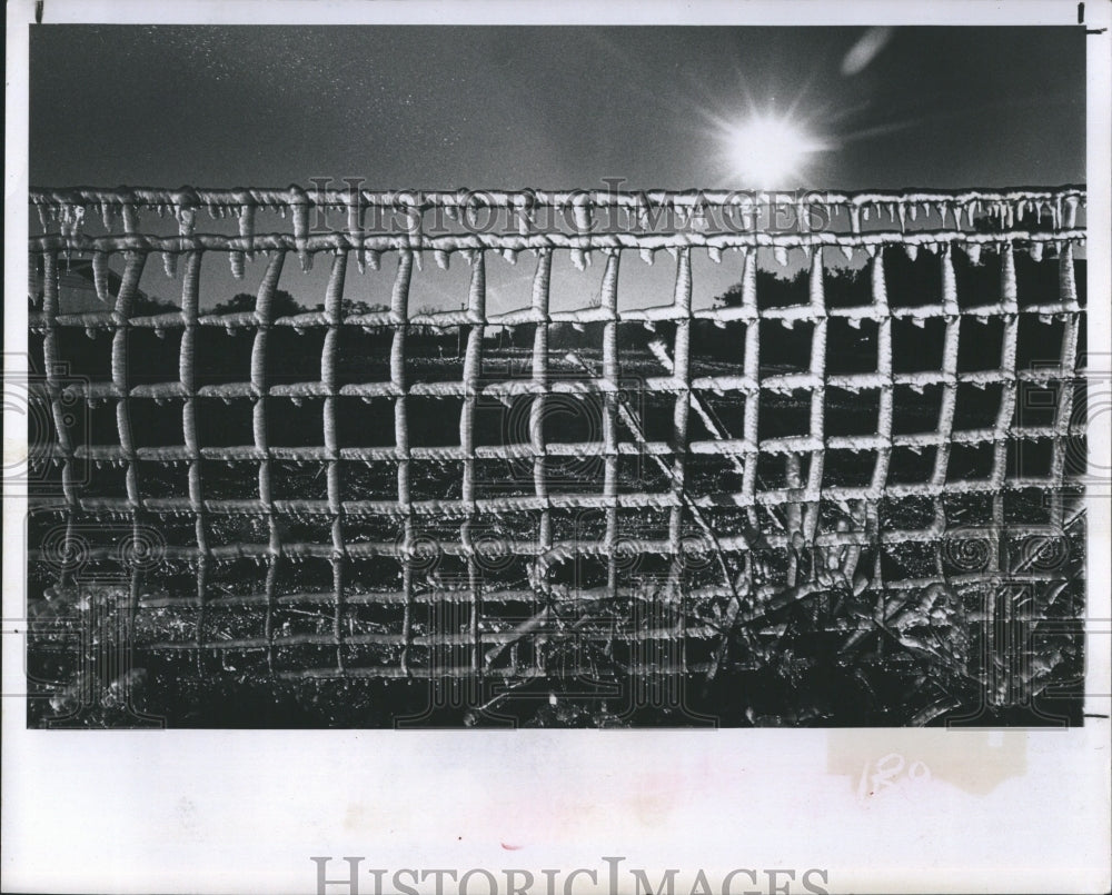 1980 A fence forms a pattern of ice squares near Plant city. - Historic Images