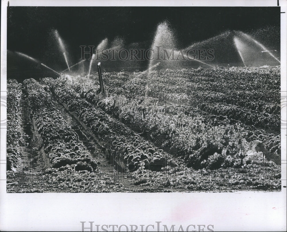 1980 Sprinklers throw spray on ice covered strawberry plants. - Historic Images