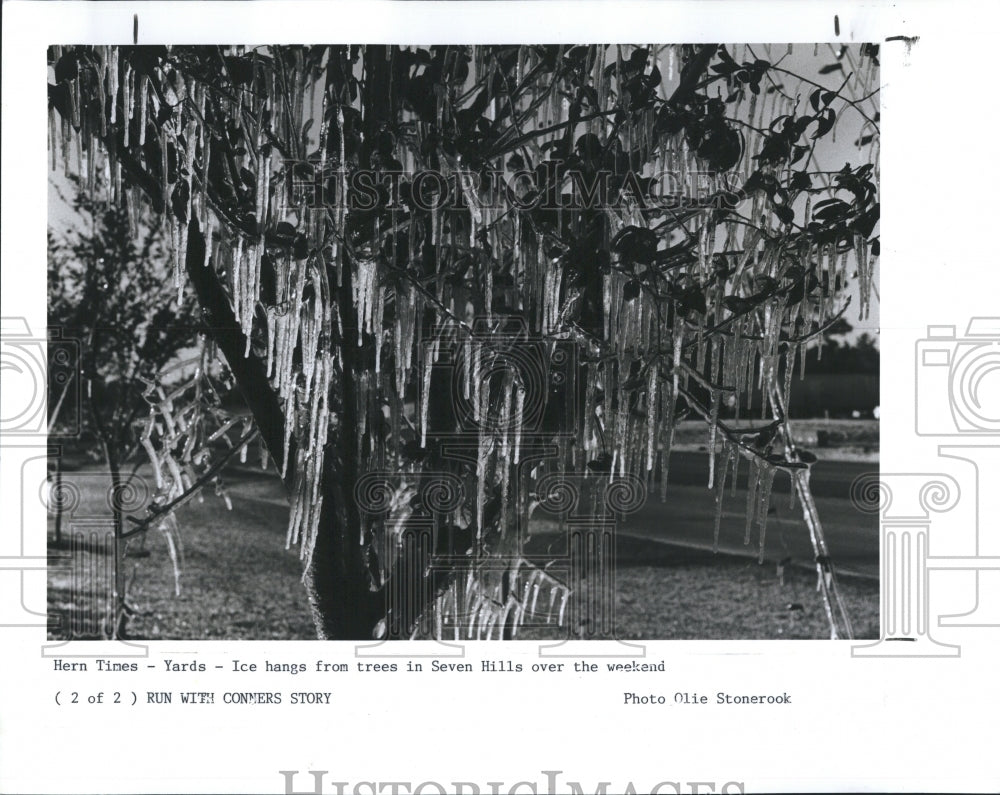 1989 Press Photo Cold Weather Freezing Icicles Trees Seven Hills Florida - Historic Images