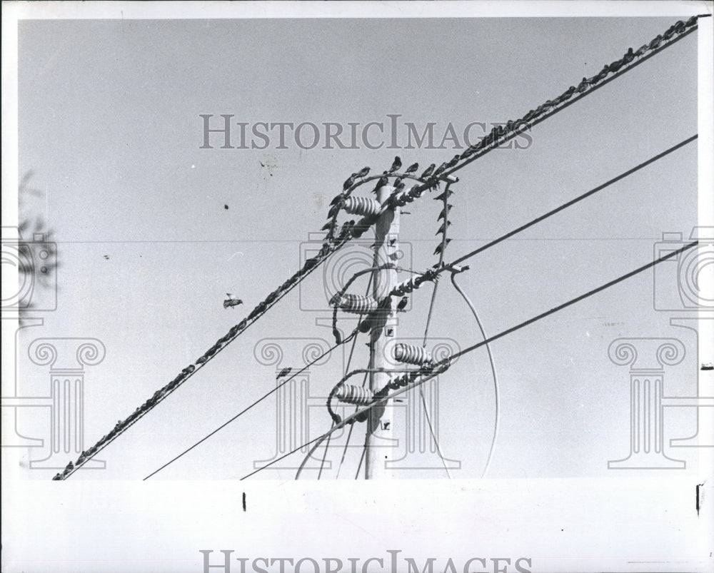 1979 Cold Weather Birds Flock Power Lines Florida - Historic Images