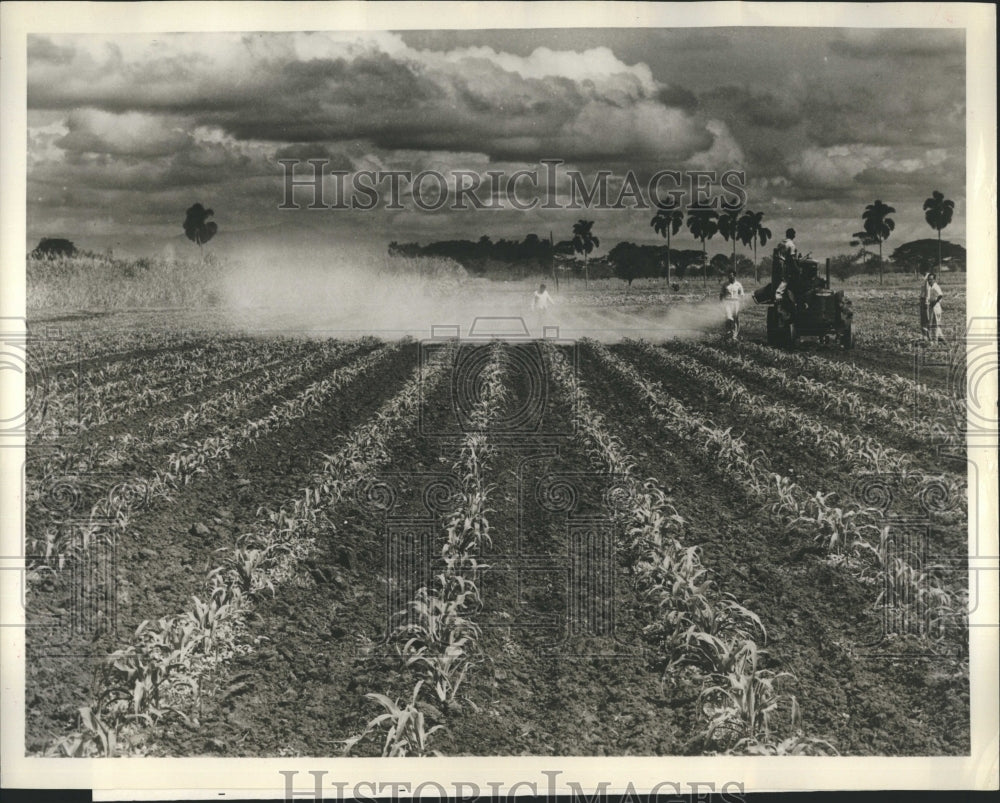 1963 Cornfield Crops Being Dusted for Cutworm Control - Historic Images