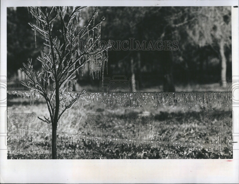 1978 Sprinklers help protect crops at Golden Acres from cold. - Historic Images