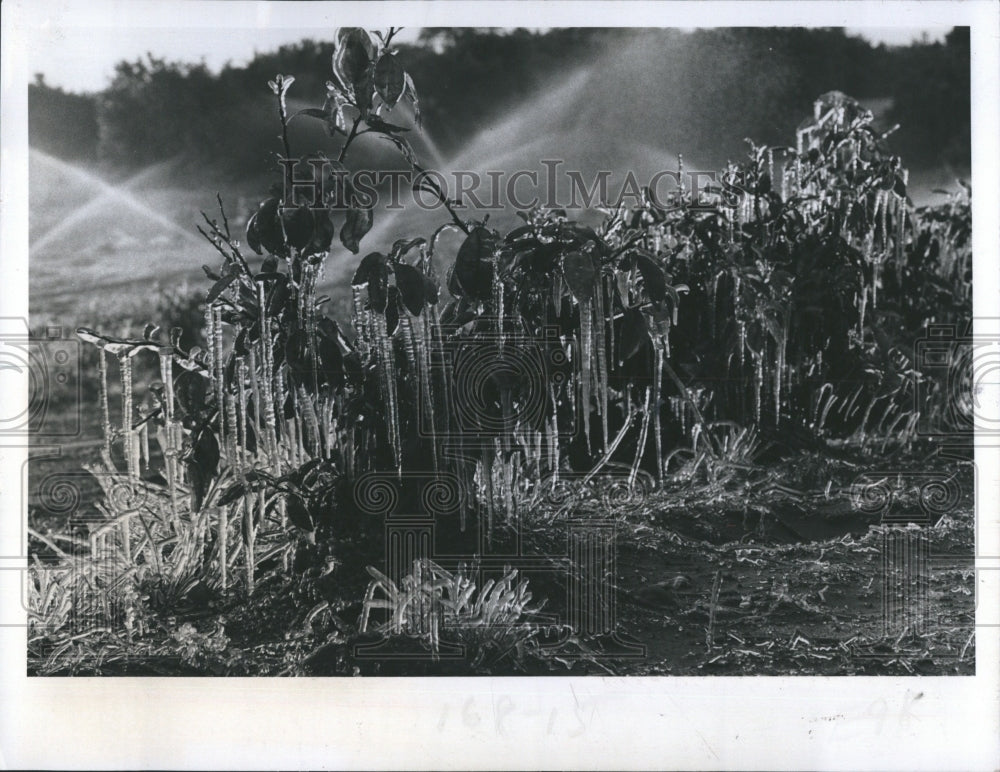 1978 Young fruits trees sprayed all night to protect 
them. - Historic Images