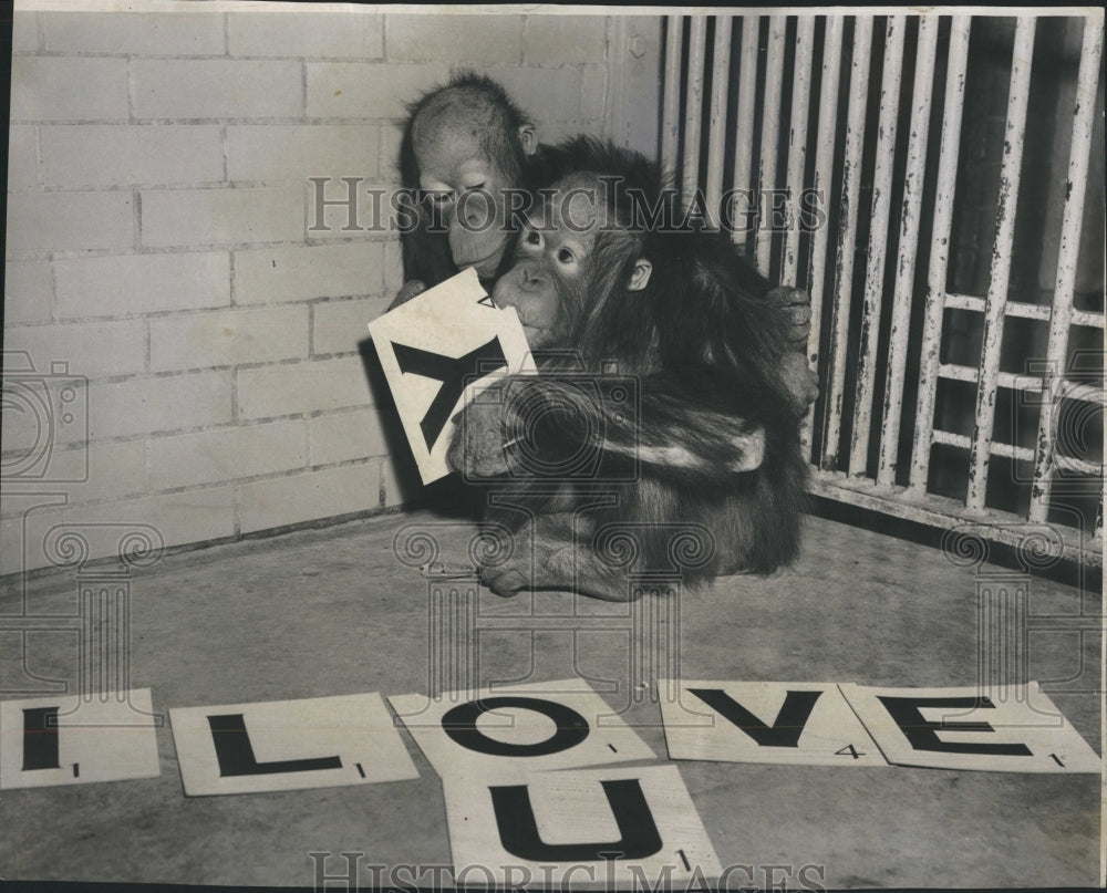 1957  5 year old Chimps, at Valentines Day - Historic Images