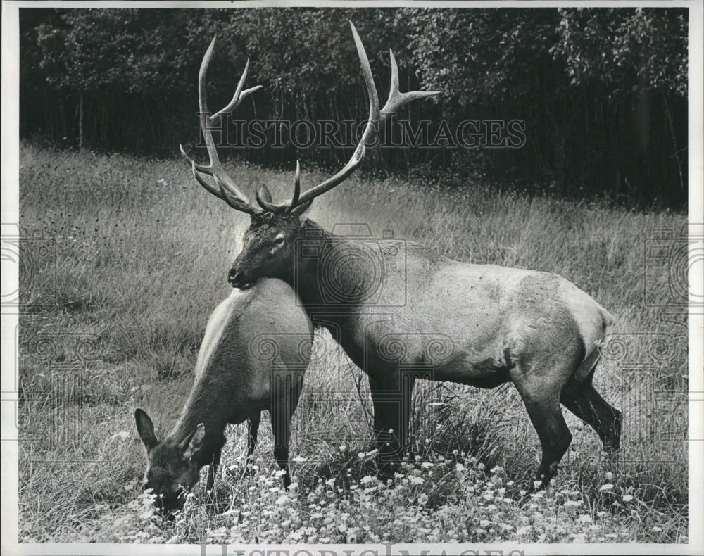 1979 Elk grove Villages heard of Elk graze in the forest preserve - Historic Images