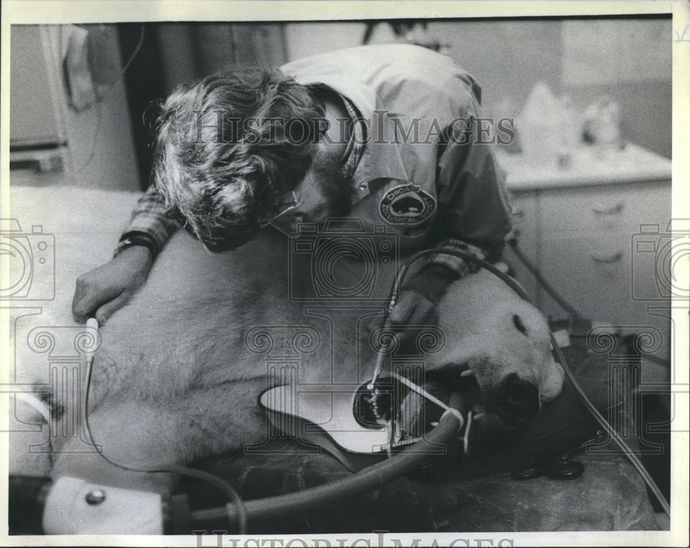 1983 17 yr old Polar bear getting a root canal at Chicago Zoo - Historic Images