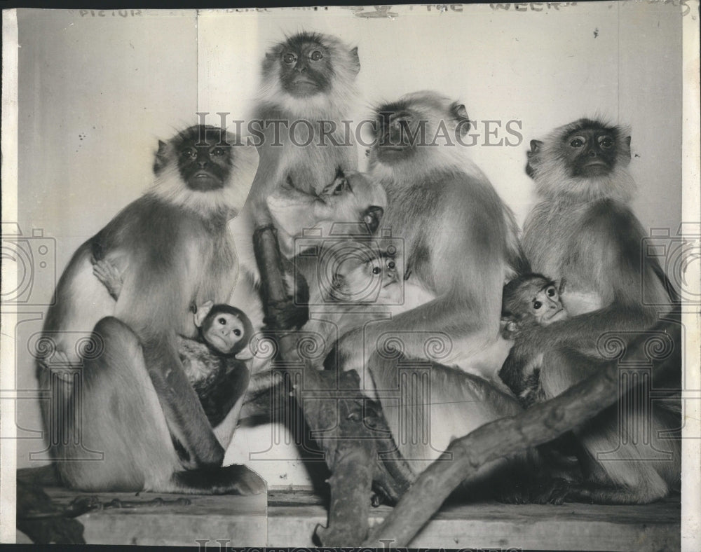 1942 Monkeys from the Brookfield Zoo - Historic Images